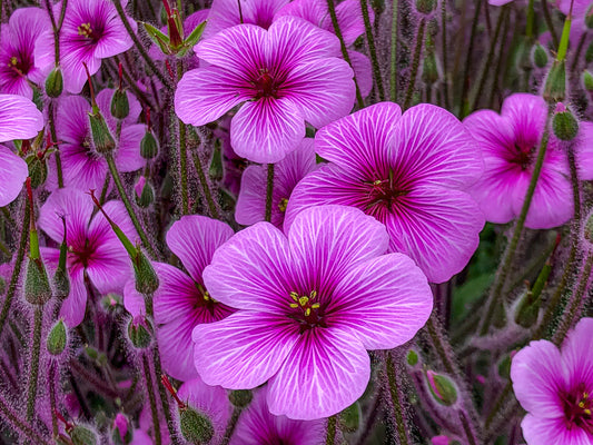 Pink Sorrel