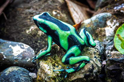 Poison Dart Frog