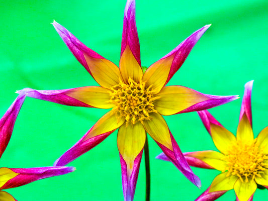 Purple & Yellow Dahlia