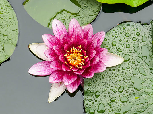 Lotus Flower
