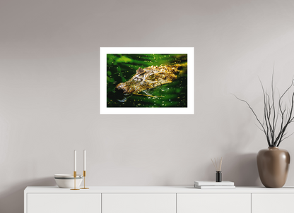 Caiman Crocodile