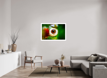 Eye of the Macaw