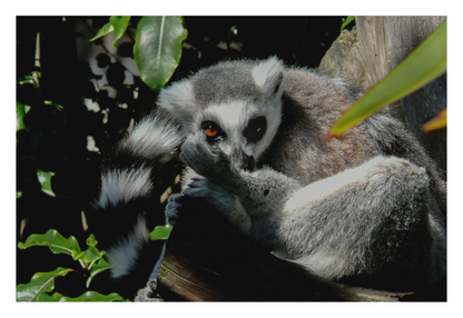 Ring-Tailed Lemur