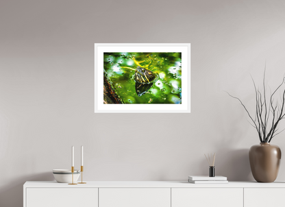 Red Eared Slider Turtle