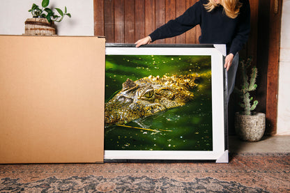 Caiman Crocodile