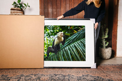 Capuchin Monkey