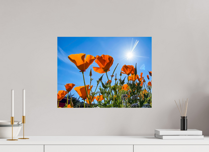 Golden Poppy