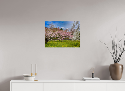 Cherry Blossom