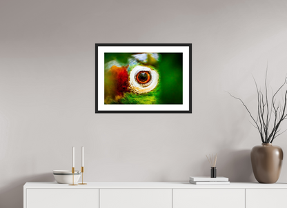 Eye of the Macaw