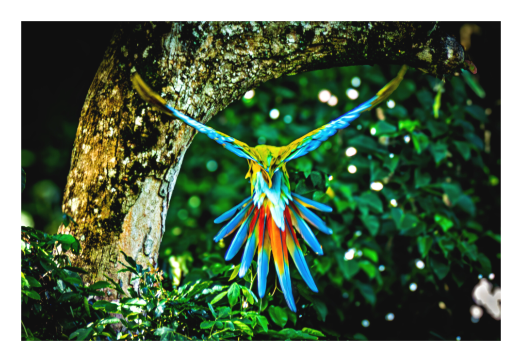 Great Green Macaw in Flight