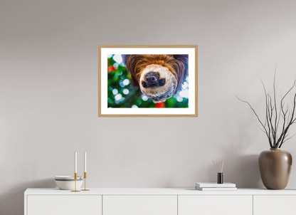 Hanging Two-Toed Sloth