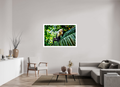 Capuchin Monkey