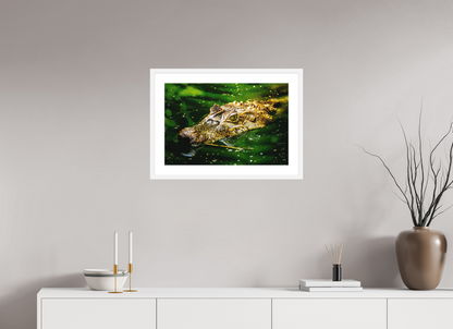 Caiman Crocodile