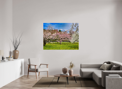 Cherry Blossom