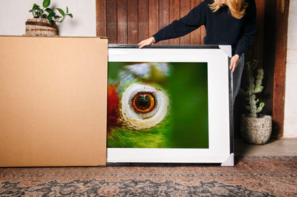 Eye of the Macaw