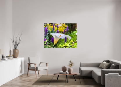 Calla Lily