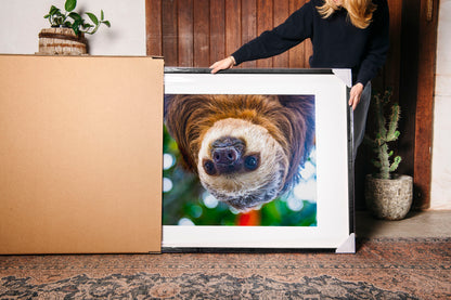 Hanging Two-Toed Sloth
