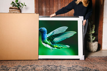 Jacobin Hummingbird