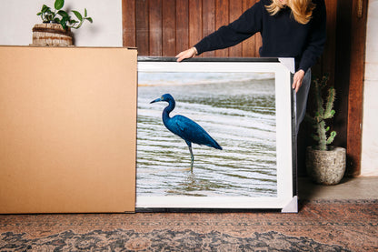 Little Blue Heron