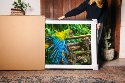 Macaw Wing
