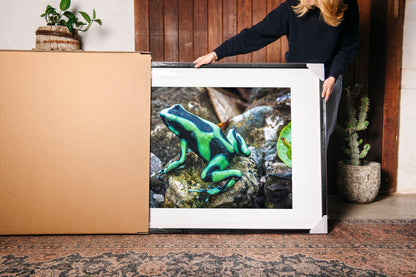 Poison Dart Frog