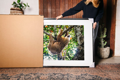 Two-Toed Sloth